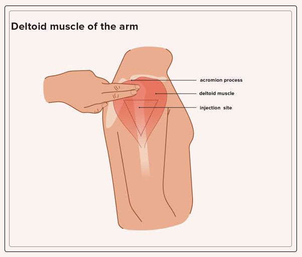 deltoid muscle
