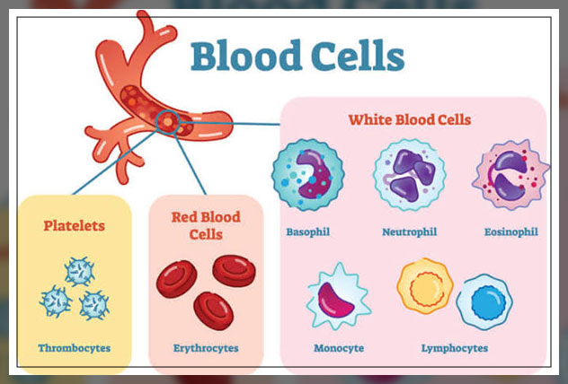 blood cells types